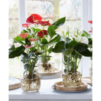 Paket 3 Tanaman Hias Anthurium Mickey Mouse Bunga besar cantik /