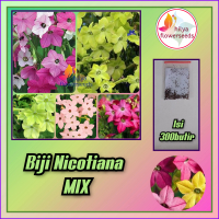 Biji Bunga Nicotiana