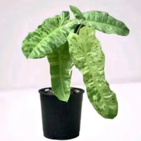Tanaman hias philodendron verde