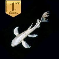 Baby Koi Platinum Slayer Ikan Hias Kolam Aquascape Hiasan Aquarium -