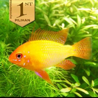 Golden Ramirezi Cichlid Ikan Hias Aquascape Hiasan Aquarium Tanaman -