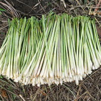 Serai Bangkok 1kg | Serai Jumbo | Segar Fresh Organik
