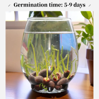 Ready Stock25Pcs Bowl Lotus Seed Water Lily Mix Flower Seeds Bonsai Pot Garden Plant Dwarf Benih Lot