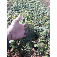 Tanaman Hias Climbing Dollar Fleksi - Daun Dollar Merambat Unik - Flexi Dekorasi Rumah Rambat Mirip