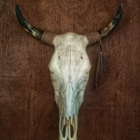 Dekorasi Dinding Tengkorak Sapi Pajangan Hiasan Rumah Kepala Banteng