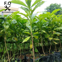 Bibit tanaman kopi arabica tinggi 50-70 cm