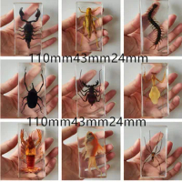 Resin insect specimen Crafts Centipede spider beetle scorpion Sea crab Shrimp roe Biological sample boy gift