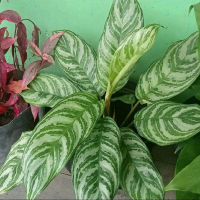 Tanaman Hias Aglonema Zebra - Sri Rezeki Blanceng Zebra by Cah Garden