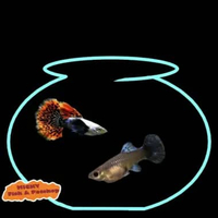 SEPASANG Guppy PRMBE Platinum Red Mozaik Big Ear Grade