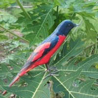 mainan burung kicau jontrot burung ocehan mirip asli kacer murai sogon cipeuw anis mantenan merah ta