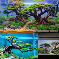 Pohon Bonsai Aquascape - bonsai polos - pohon bonsai aquascape aquarium hias terlaris