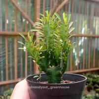 African Milk Tree – Euphorbia trigona | Kaktus Sukulen Tanaman Hias Unik – Koleksi Euphorbia M | Mul