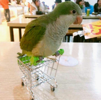 大中小型鸚鵡用品小推車購物車/鸚鵡玩具/鸚鵡幼鳥智力開發小玩意
