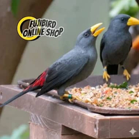BURUNG JALAK RIO RIO PILIHAN SEPASANG SATUAN