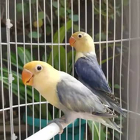 Burung Lovebird Biola Parblue x Biola Euwing Parblue Sepasang