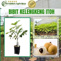 Bibit Kelengkeng Super Unggul Tabulampot Sambung Susu Ukuran 50-60cm Original PembibitanAgriWijaya I