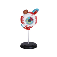 4D Human Anatomy Standard Eyeball Model Anatomical Eye Model Disassemble 32 Parts Medical Teaching Tool