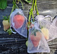 防蟲保護袋 果袋套 草莓網套專用套袋草莓袋子防蟲水保護包果袋櫻桃套袋杏袋李子套袋『cyd0745』