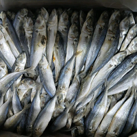 ikan asin layang (buled) ,