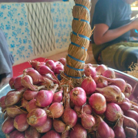 Bawang Merah super Probolinggo Kecombrang