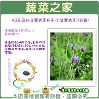 【蔬菜之家】K35.西班牙薰衣草(羽葉薰衣草)種子(新觀)(共有2種包裝可選)