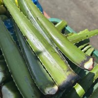 2KG Nha đam ta, nha đam vườn thịt giòn giao nhanh 24h (từ 4-5 tàu)