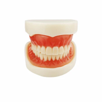 Teeth Model Complete Denture Dental Study Denture Model