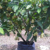 bibit jambu air sudah berbuah boleh COD