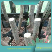 Pohon KELOR - Bibit Stek Batang Pohon KELOR cantik (RA&TH)