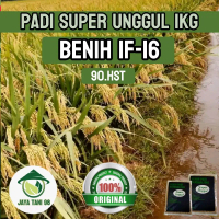 benih padi If_16 super unggul kemasan 1kg