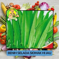Jenis Benih Sayuran Selada Benih Sayuran Import Selada Siomak Hijau