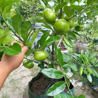 (Baru) Bibit buah black sapote-bibit unggul -seraya bibit superr