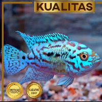 Electric Blue Jack Dempsey (EBJD) Ikan Hias Cichlid Hiasan Aquarium