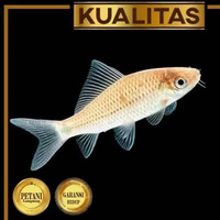 Baby Nilem (Paket isi 20) Ikan Hias Kolam Aquarium Aquascape Tanaman Air Tawar