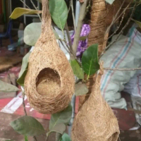 Sangkar sarang burung love bird glodok kandang burung