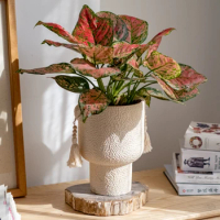Creative Both Ears Pots for Plants Tassel Cement Flowerpot Fairy Cup Tall Green Luo Fleshy Bonsai Pot Artistic Design