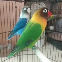 Burung Lovebird JosanXCobalt Sepasang