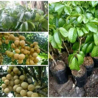 Bibit pohon Lokong Duku Thailand Non Biji Okulasi