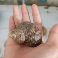 KELOMANG/KEONG BRAVY MERAH/MAGENTA/MAROON 1 PCS