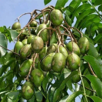 Bibit Tanaman Buah Kedondong Bangkok - Benih Bibit Kedondong - Tanaman Kedondong - Bibit Kedondong -