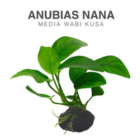 Anubias Nana Media Wabi Kusa