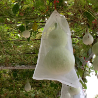 防蟲尼龍網袋草莓番茄葡萄水果套袋果樹瓜果防鳥網袋專用袋防蟲網