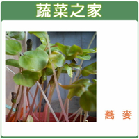 【蔬菜之家】J06蕎麥芽種子(蕎麥芽菜種子)(共有2種包裝可選)