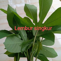 Daun singkong karet masih segar