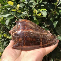 Zebra Snail Natural Conch Shell Hermit Crab Replacement Shell Fish Tank Aquascape
