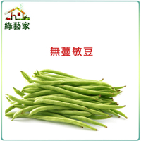 【綠藝家】E02.無蔓敏豆(無蔓矮腳品種)種子15克(約35顆)