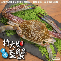 【海陸管家】活凍特大隻藍花蟹2隻(每隻400-450g)