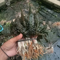 tanaman Aquascape cripto balansai sintetis hiasan aquarium dekorasi aquarium