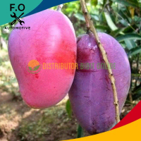 Bibit Mangga Irwin Bibit Unggulan