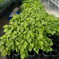 1000 biji bibit bayam cabut hijau benih bayam super